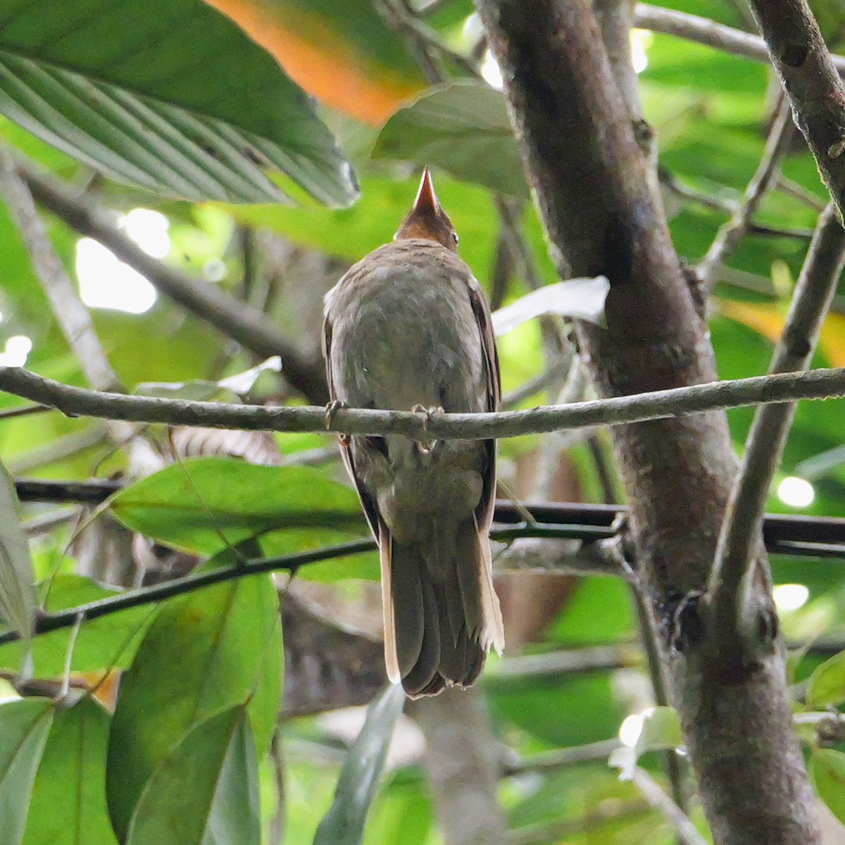 Rufous-brown Solitaire - ML644784740