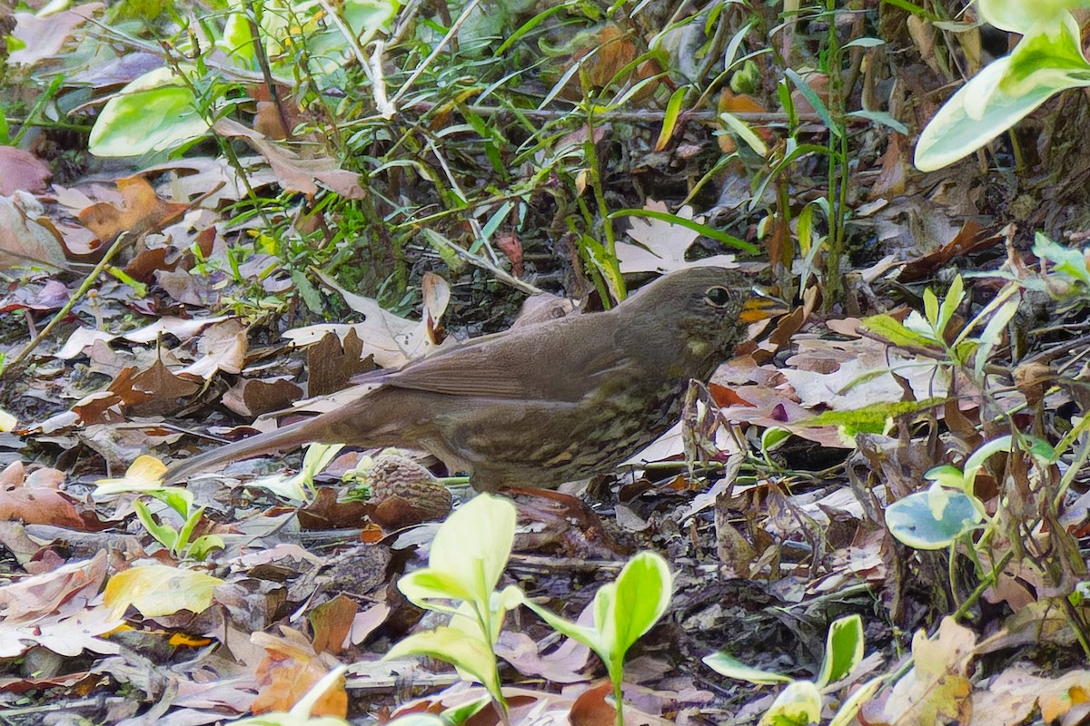 Fox Sparrow - ML644784742