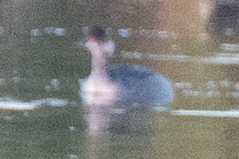 potápka černokrká - ML644784767