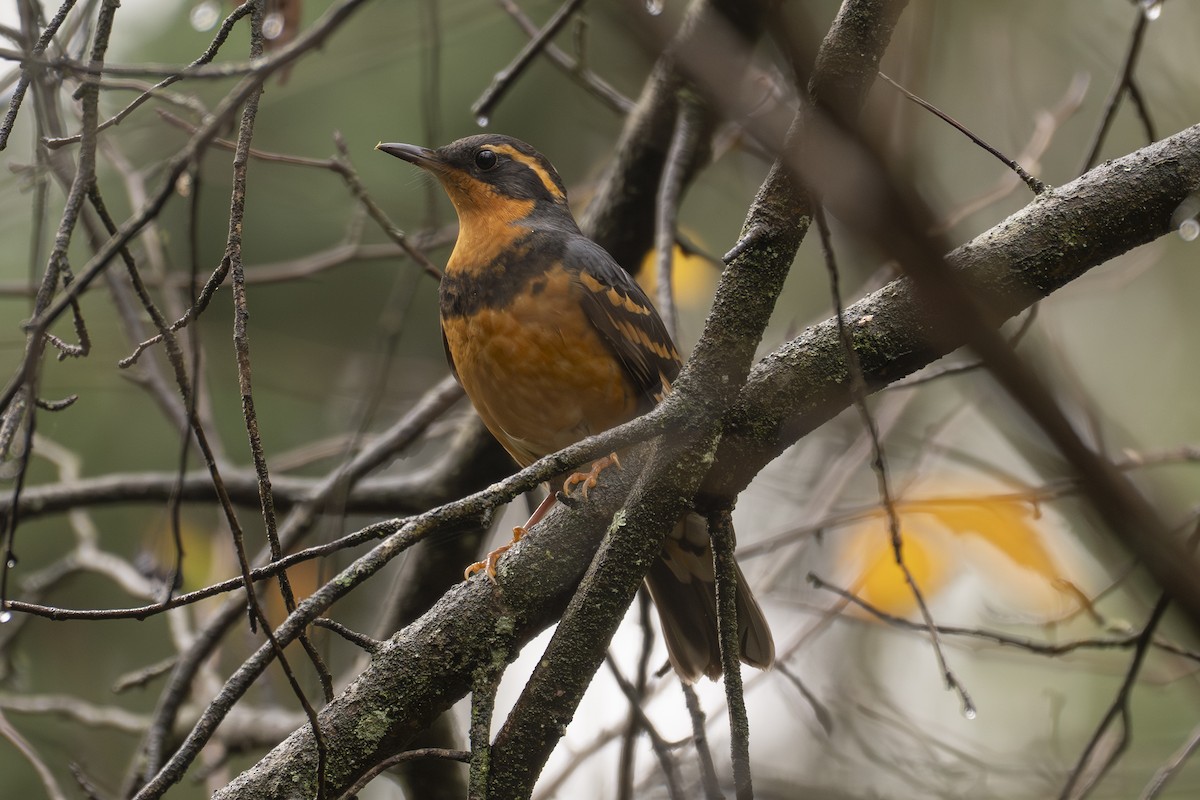 Zorzal Pinto - ML644784771