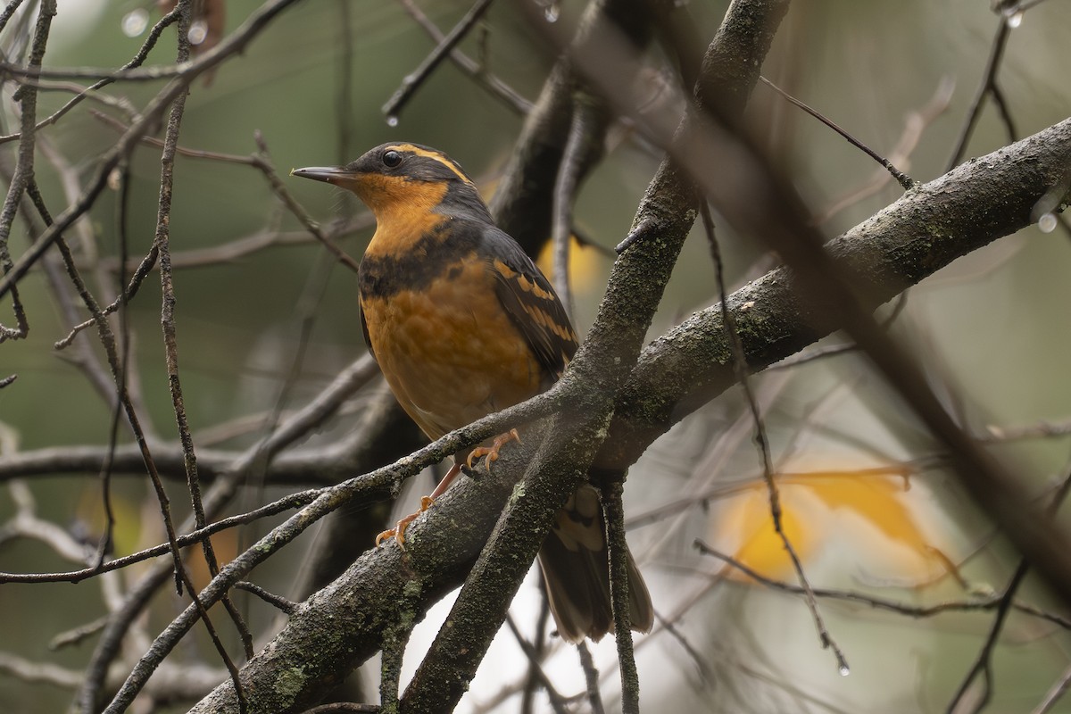 Zorzal Pinto - ML644784772