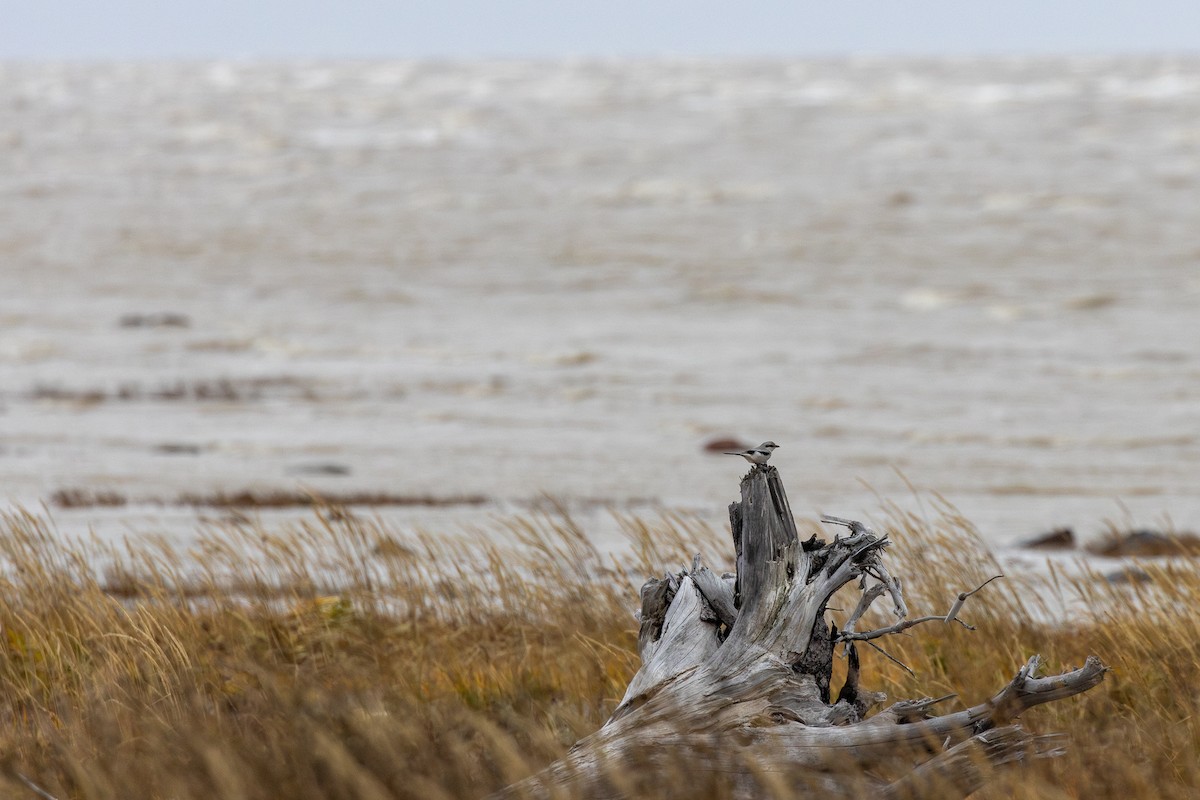 オオモズ - ML644784775