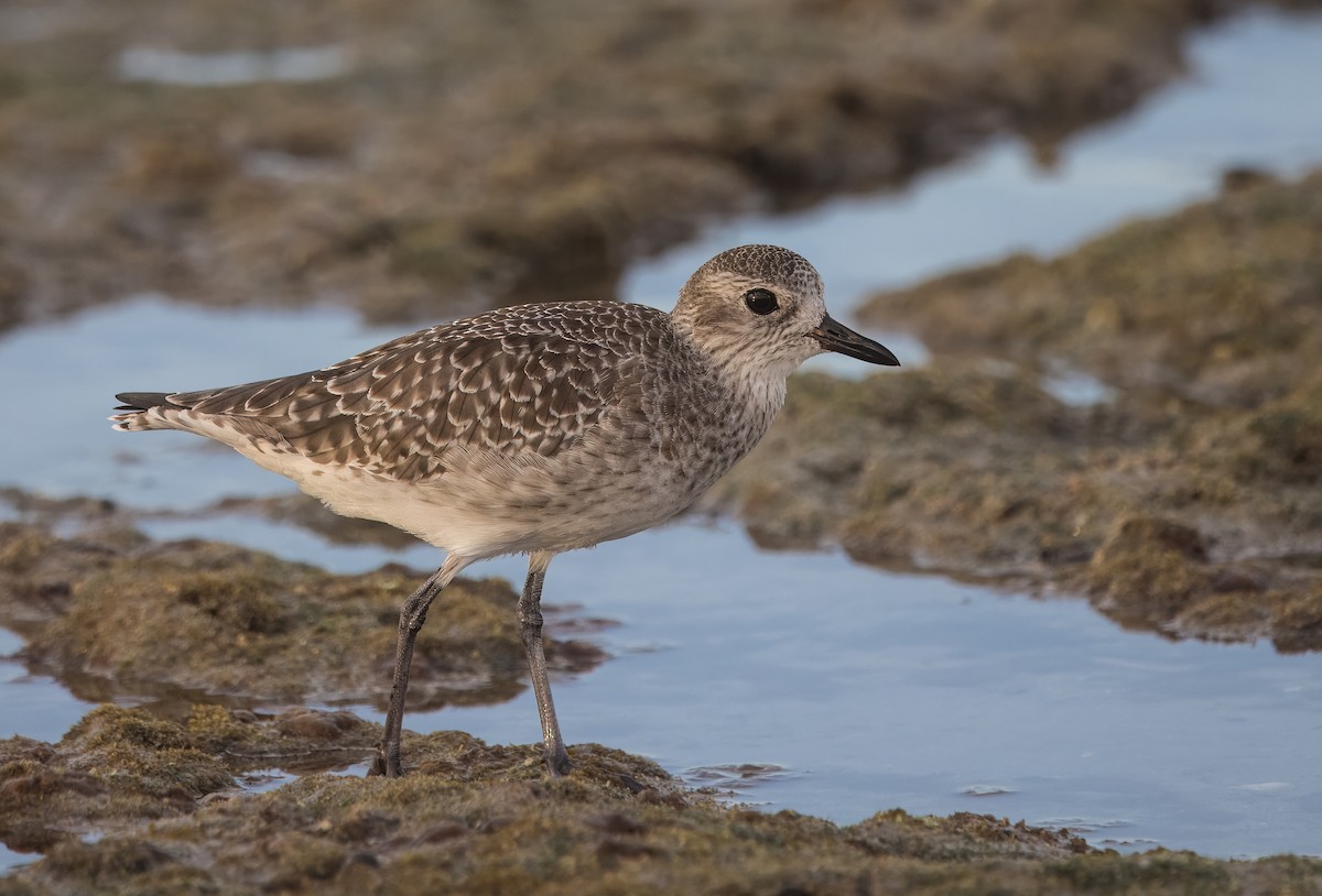 Black-bellied Plover - ML644784776