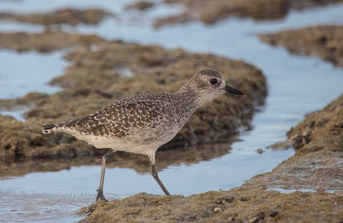Black-bellied Plover - ML644784777