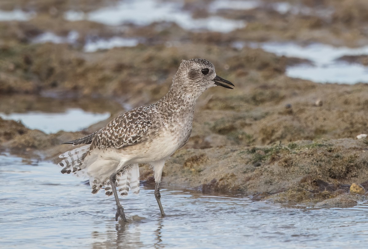 Black-bellied Plover - ML644784778