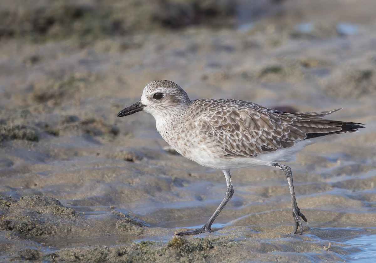 Black-bellied Plover - ML644784779