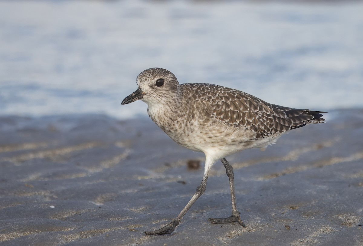 Black-bellied Plover - ML644784780