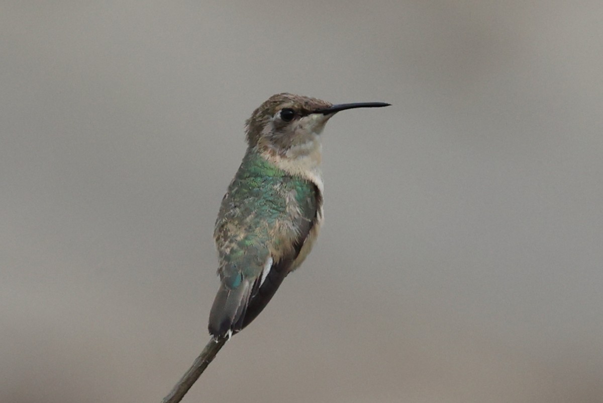 Peruvian Sheartail - ML644784781