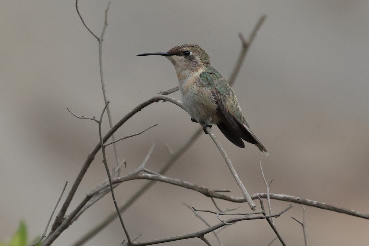 Peruvian Sheartail - ML644784782