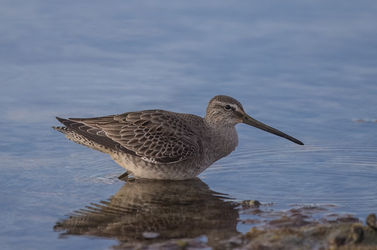 長嘴半蹼鷸 - ML644784786