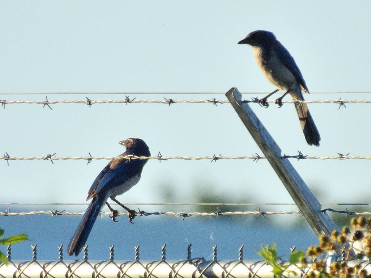 California Scrub-Jay - ML644784787