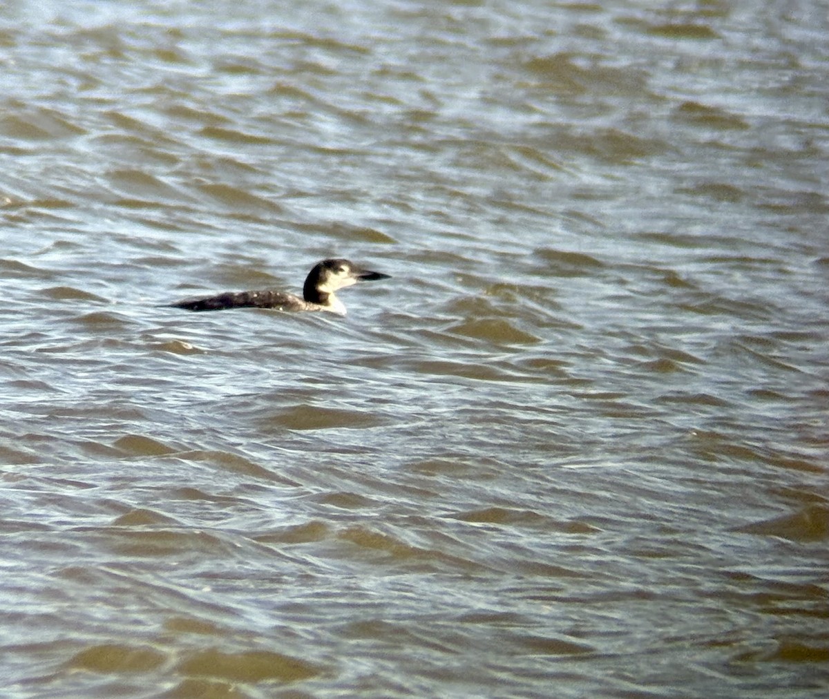 Eistaucher - ML644784794