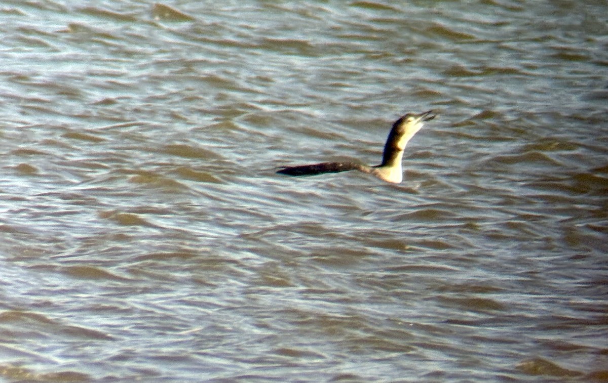 Eistaucher - ML644784795