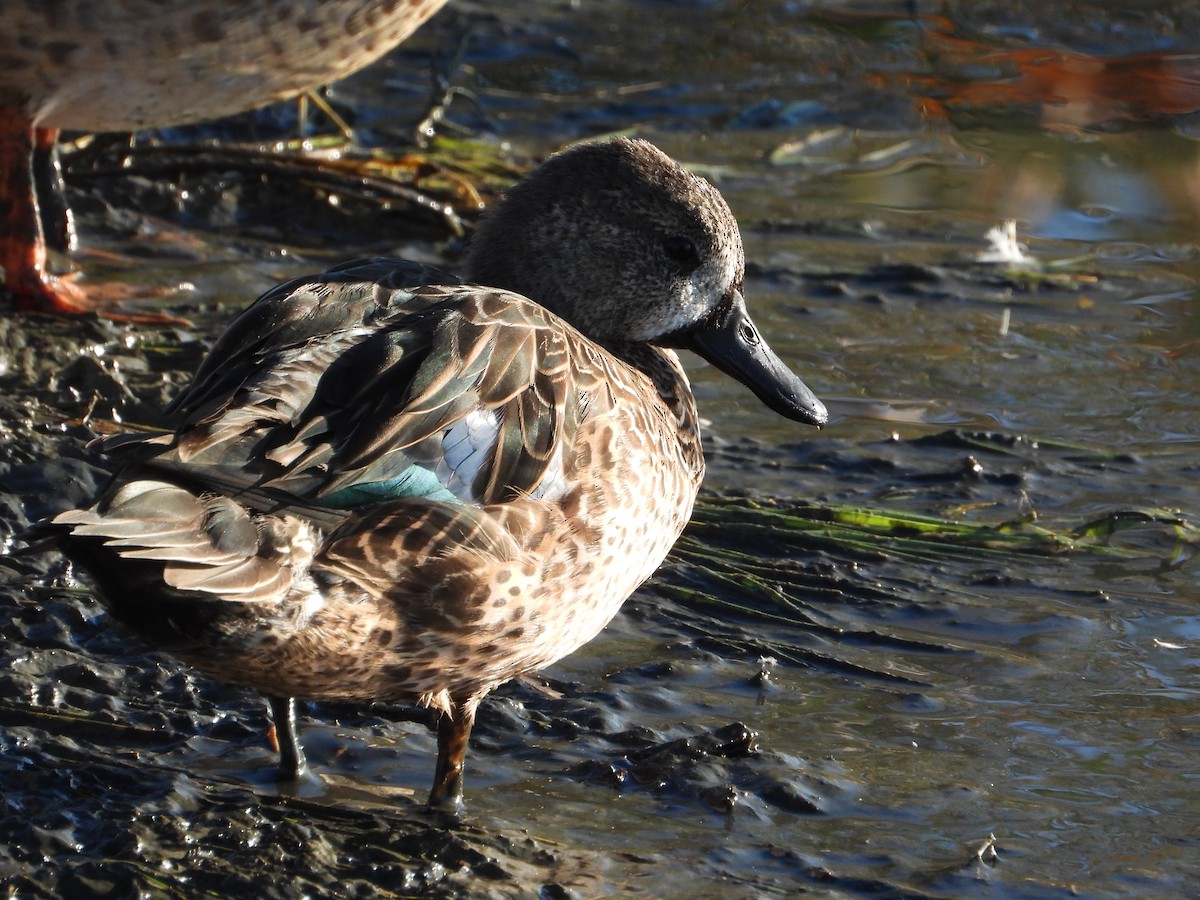 Blue-winged Teal - ML644784797