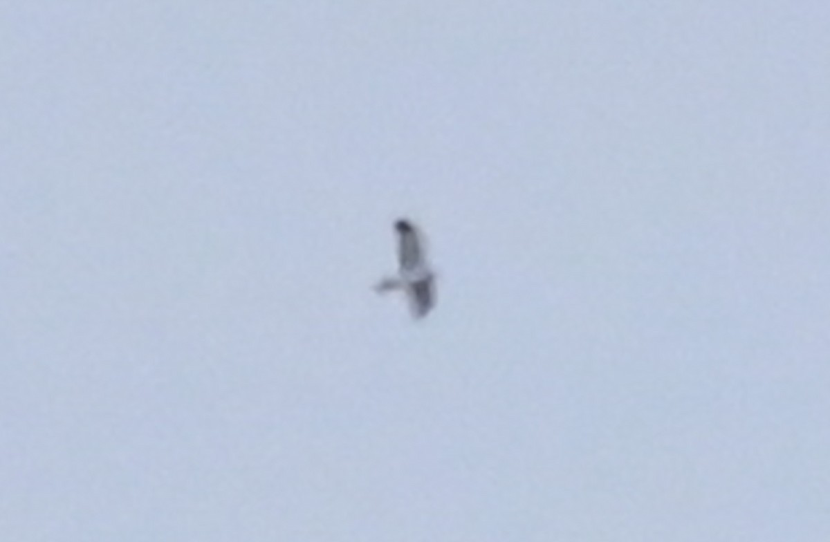 Busard des marais - ML644784798