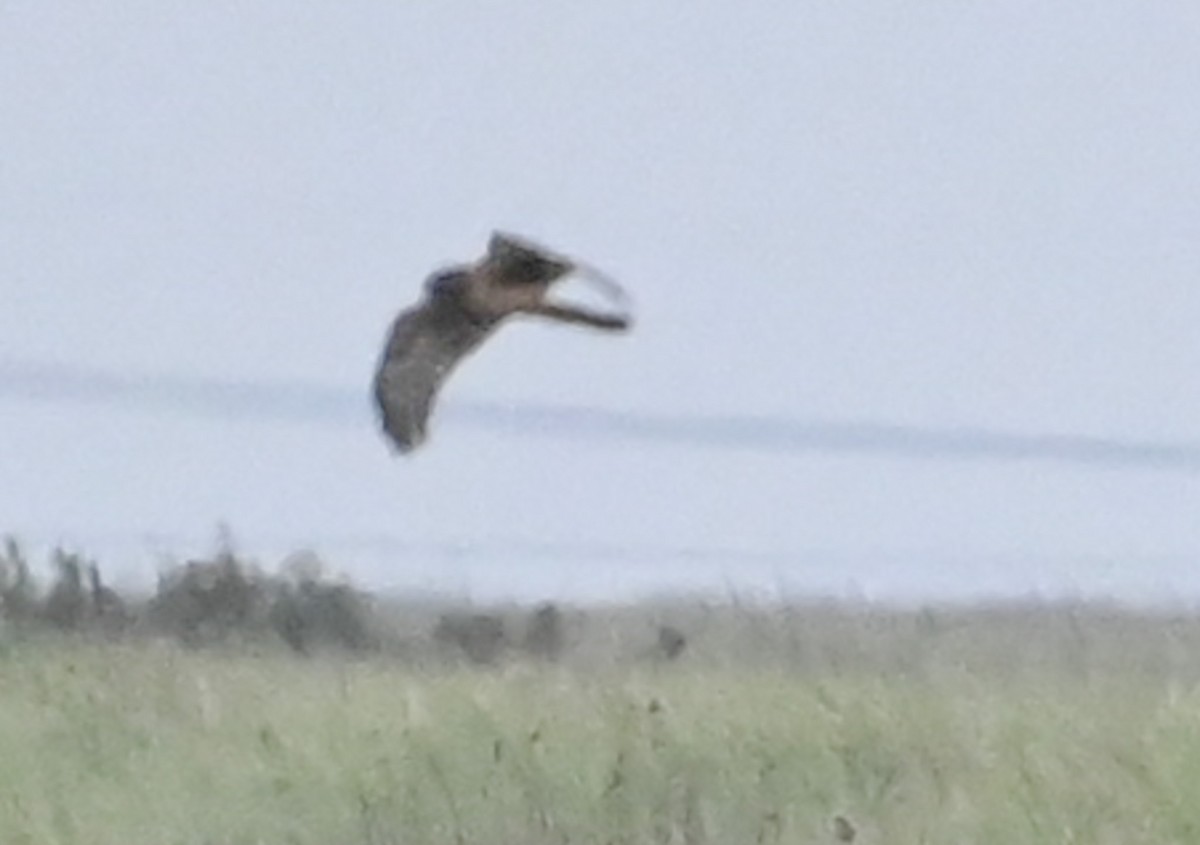 Busard des marais - ML644784799