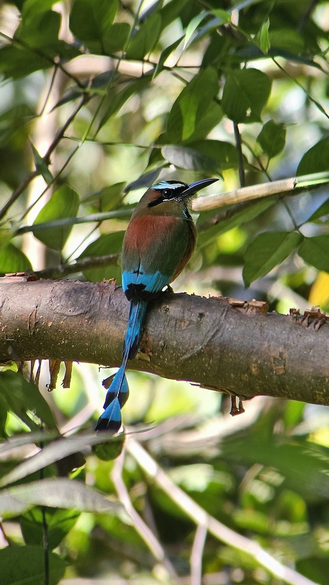 Turquoise-browed Motmot - ML644784810