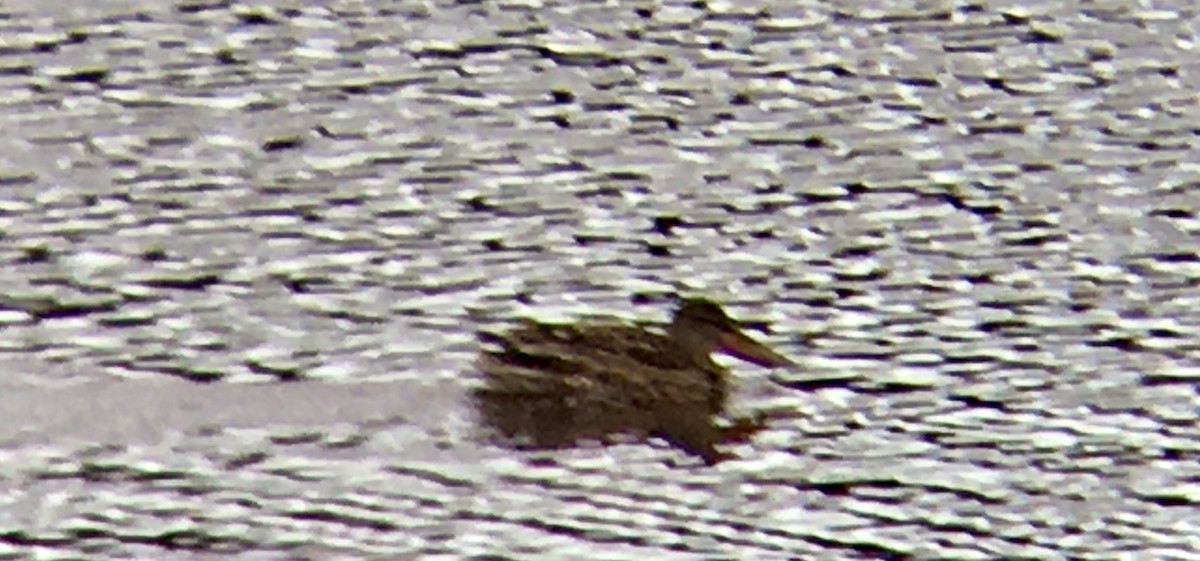 skjeand - ML644784820