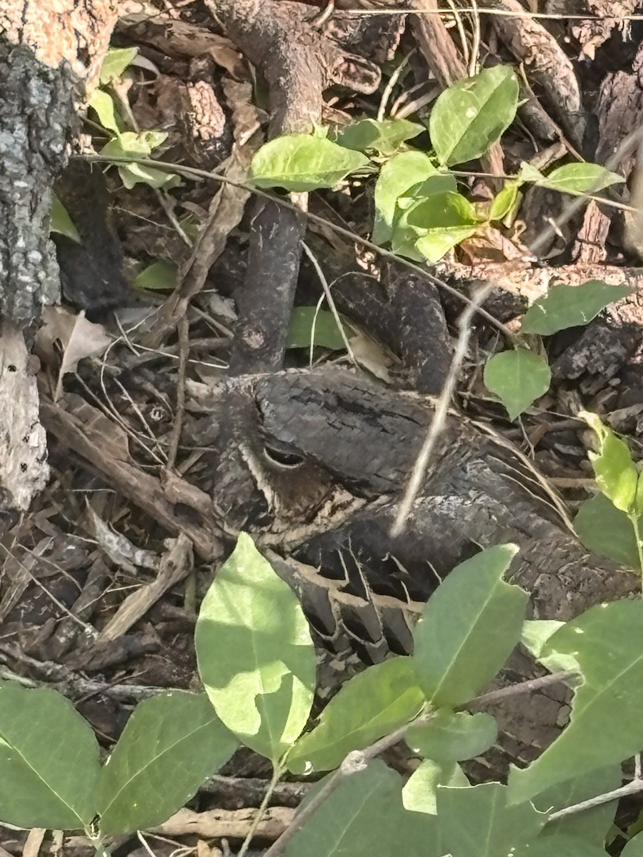 pauraquenattravn - ML644784829