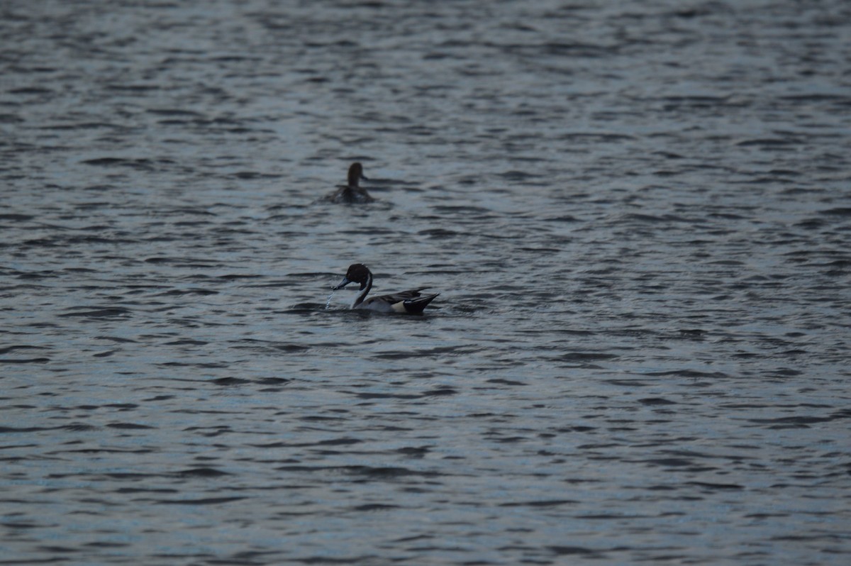 Northern Pintail - ML644784832