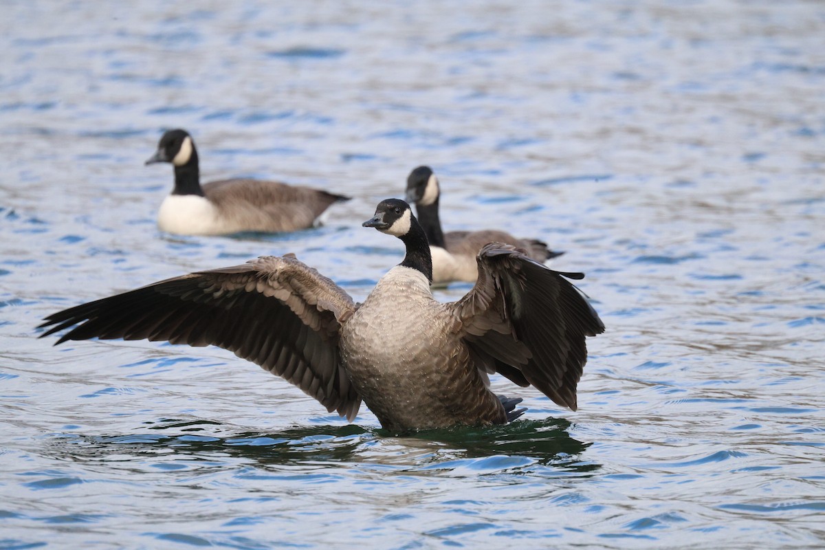 Canada Goose - ML644784846