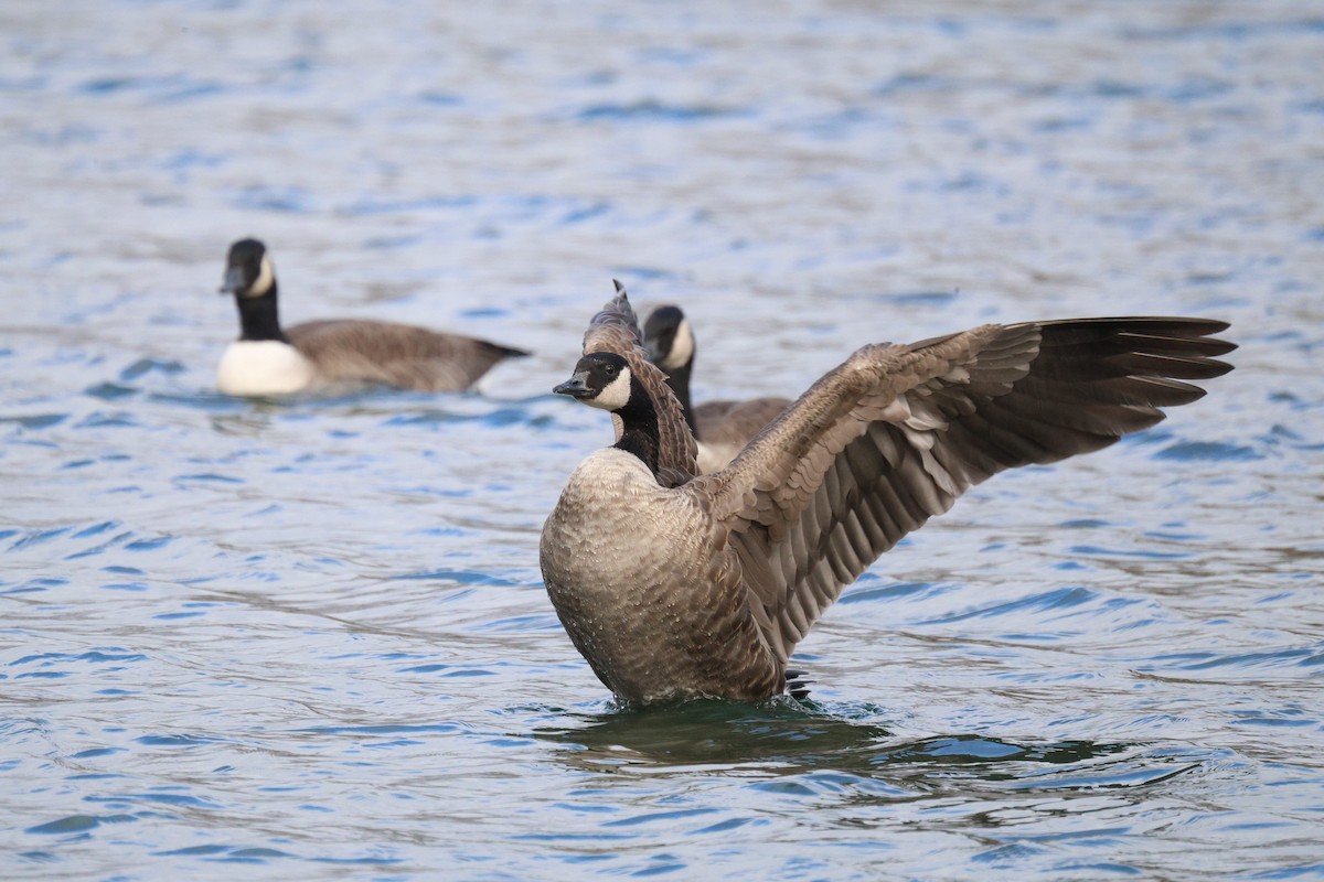 Canada Goose - ML644784847
