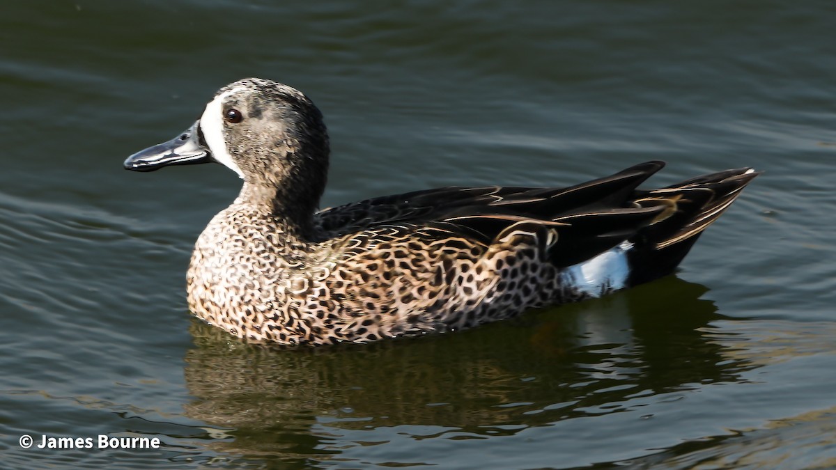 Blue-winged Teal - ML644784849