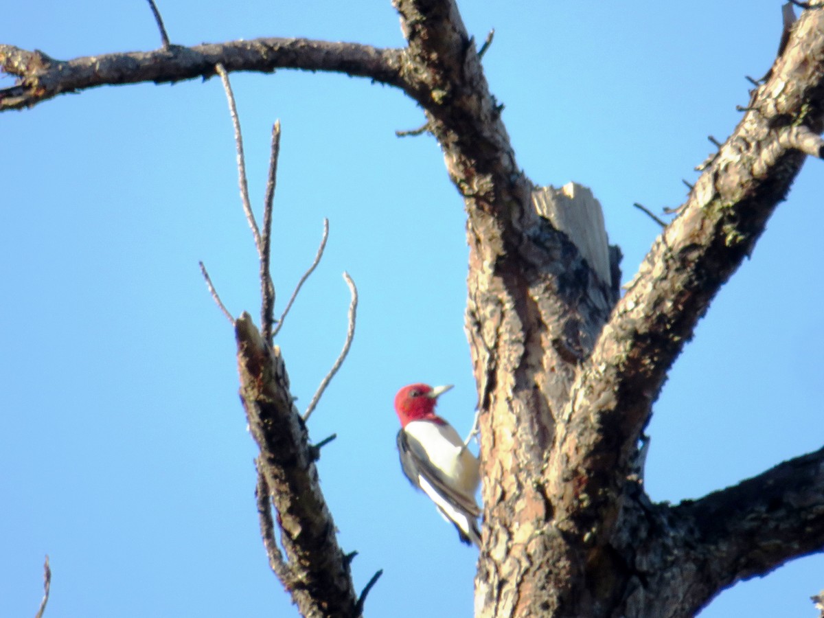 Red-headed Woodpecker - ML644784853