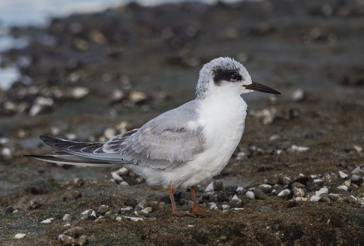Forster's Tern - ML644784854