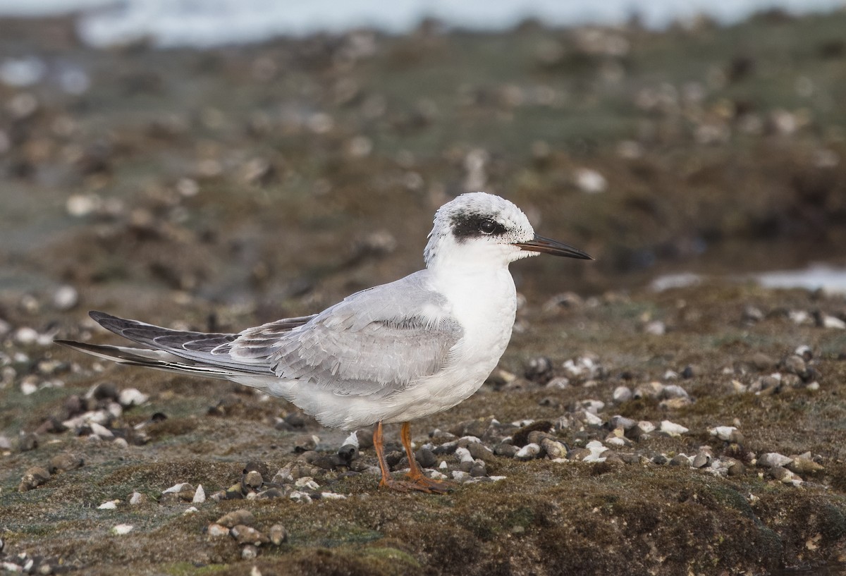 Forster's Tern - ML644784855