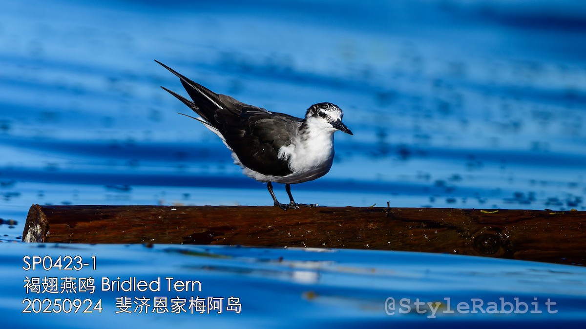Bridled Tern - ML644784869