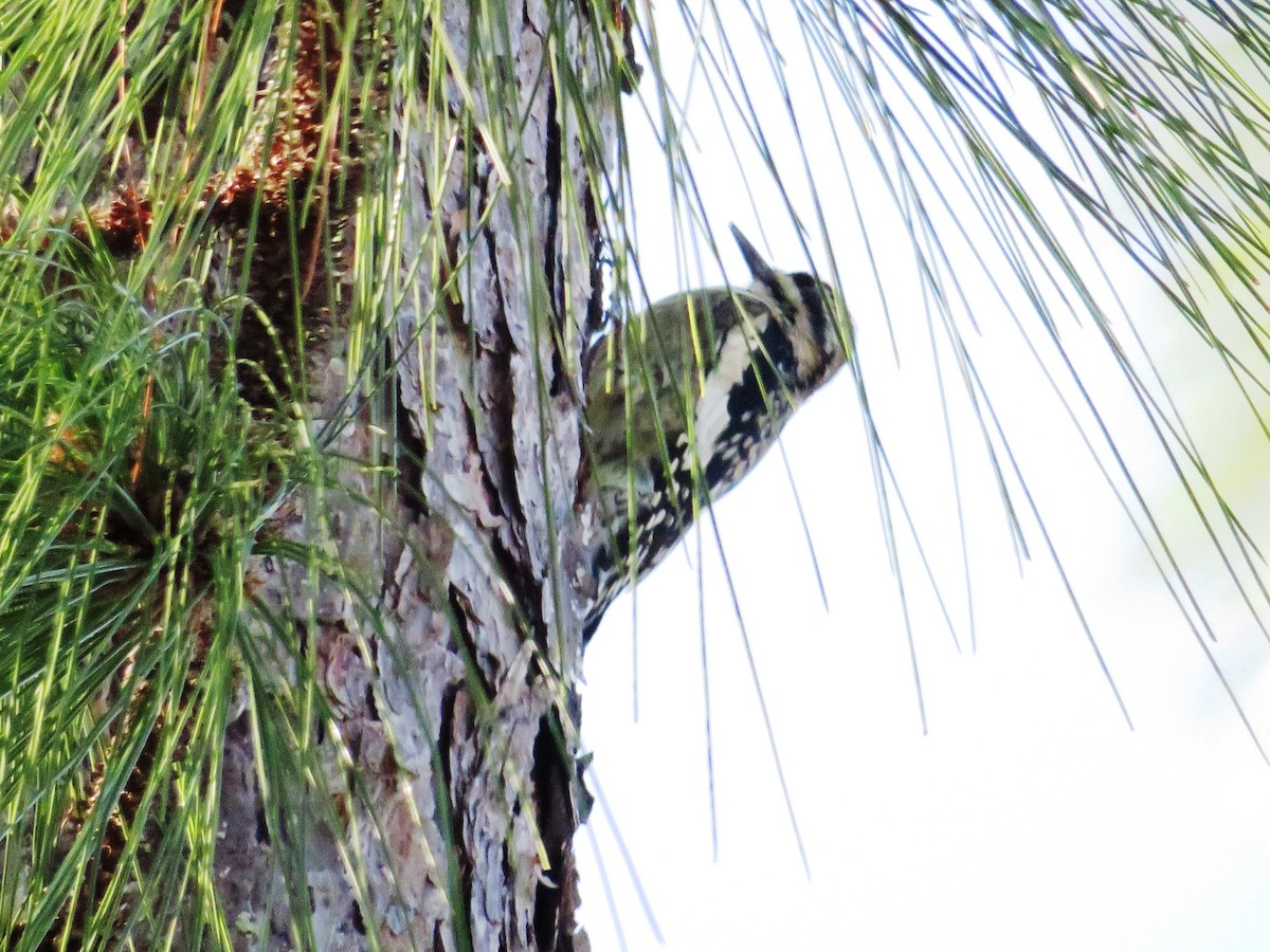 Yellow-bellied Sapsucker - ML644784872