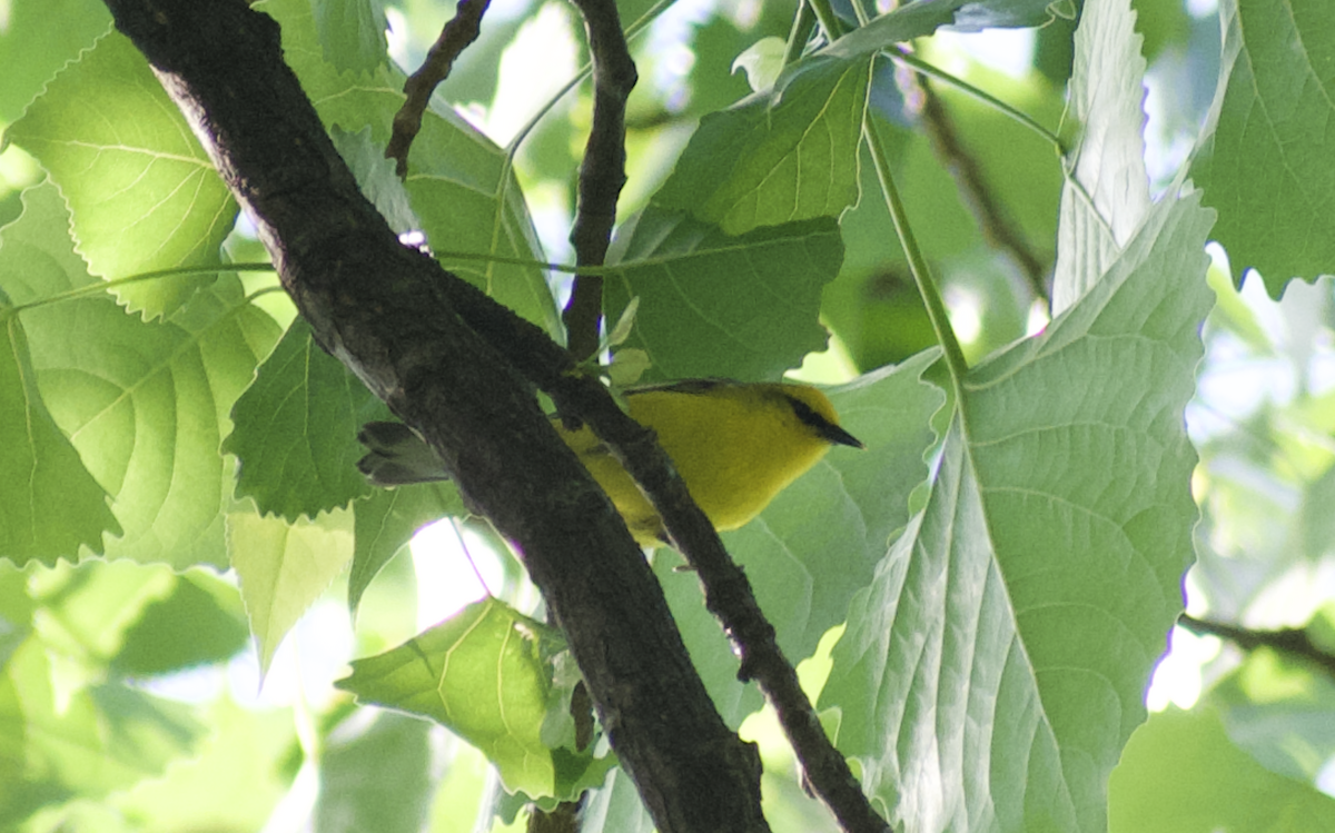 Blue-winged Warbler - ML644784877