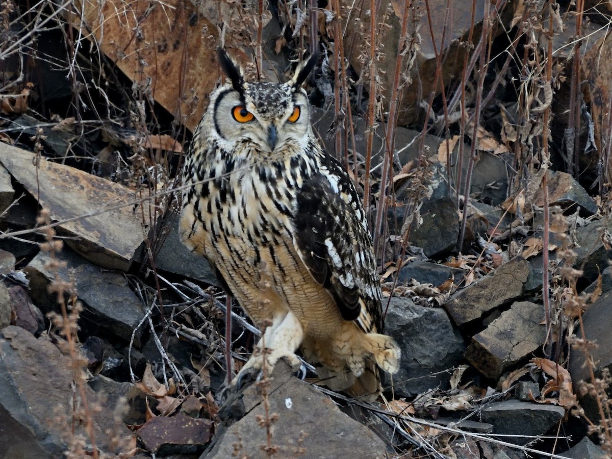 Rock Eagle-Owl - ML644784881
