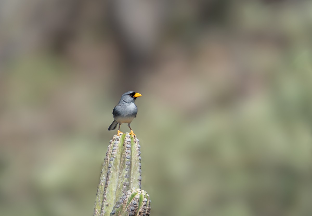 Küçük İnka İspinozu - ML644784882