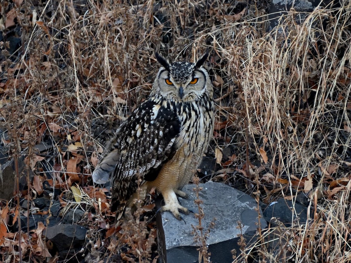 Rock Eagle-Owl - ML644784883