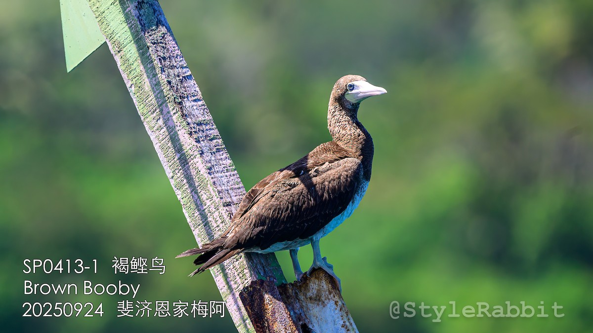 Brown Booby - ML644784885