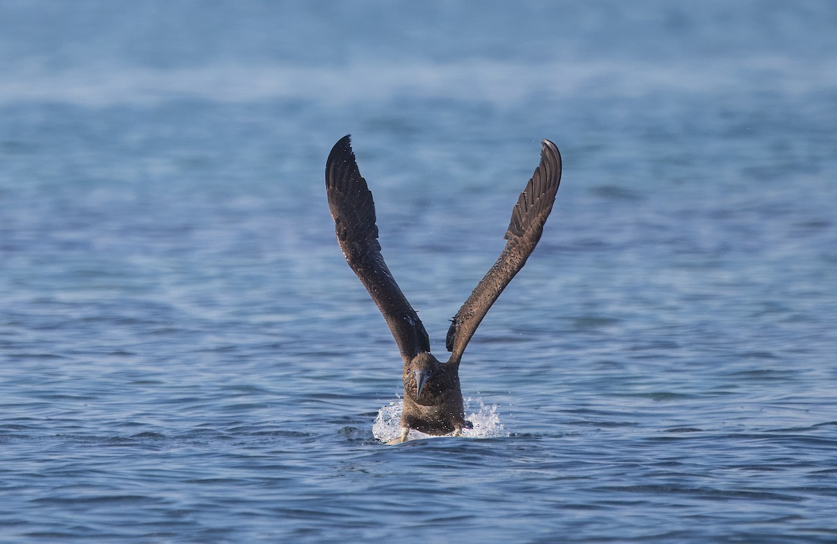 Cocos Booby - ML644784886