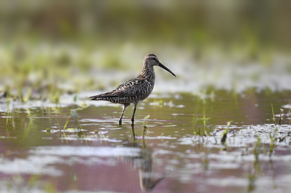 Stilt Sandpiper - ML644784889