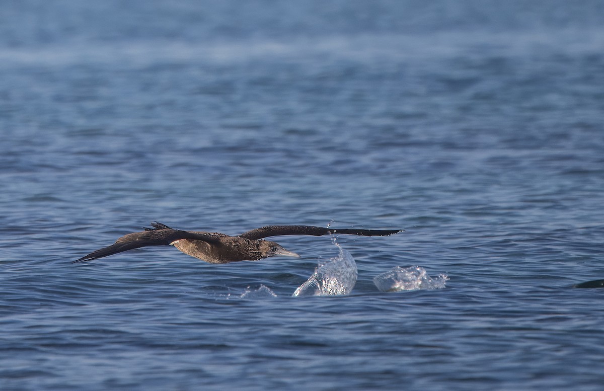 Cocos Booby - ML644784890