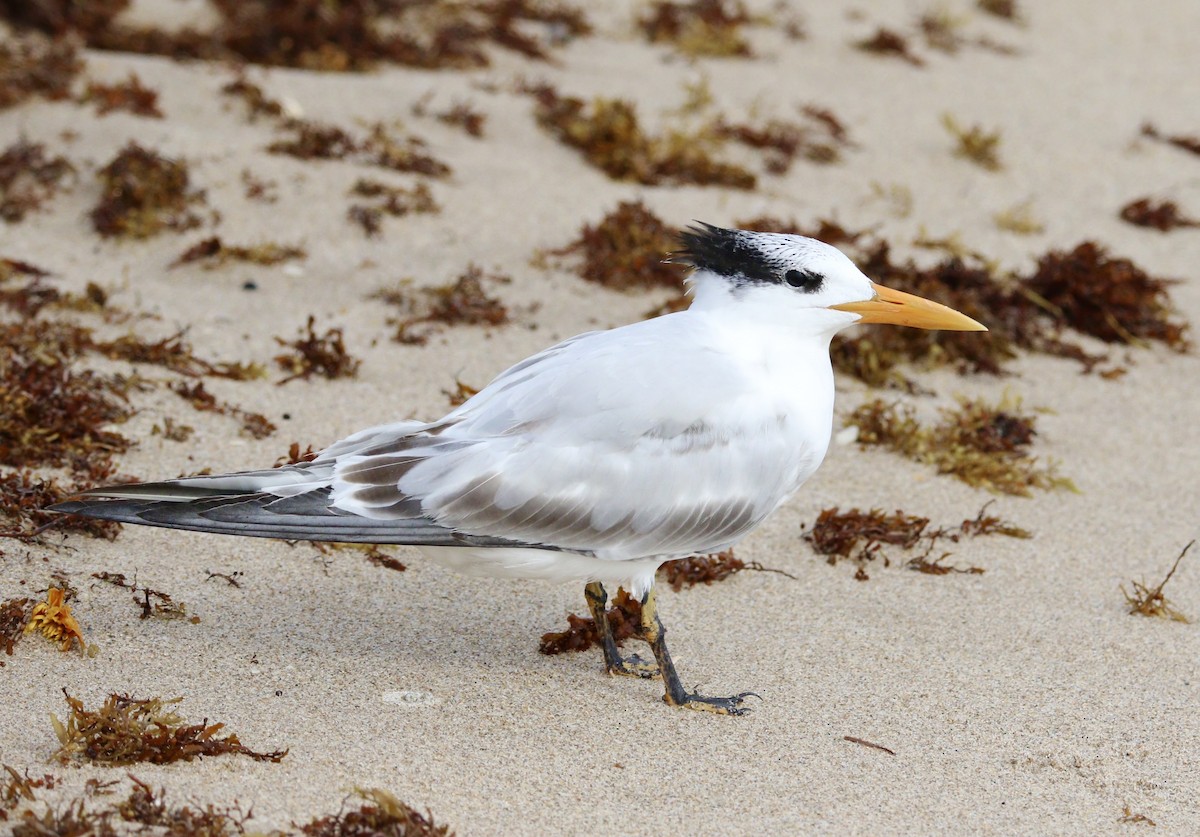 Royal Tern - ML644784914