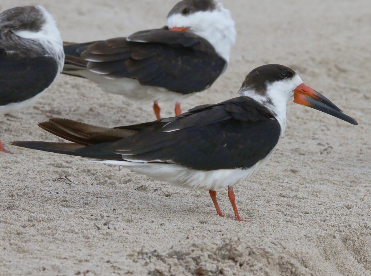 Black Skimmer - ML644784916