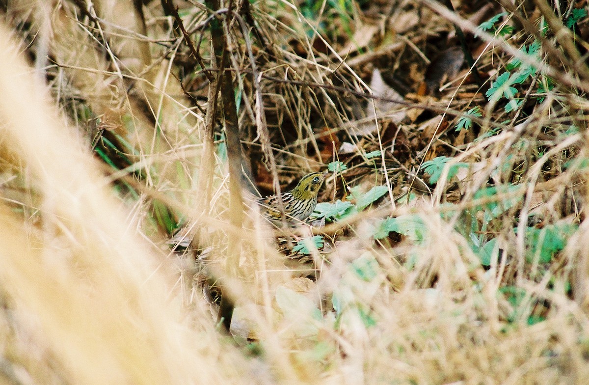Henslow's Sparrow - ML644784930