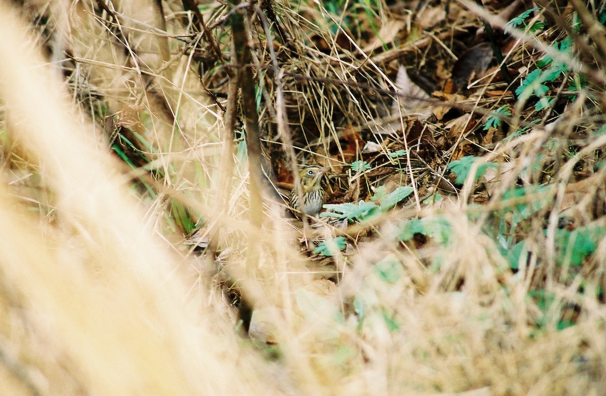 Henslow's Sparrow - ML644784931
