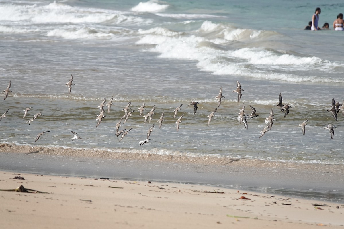 Semipalmated Sandpiper - ML644784938