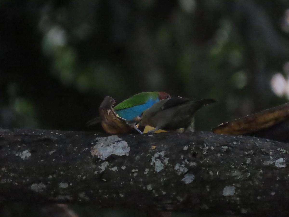 Calliste rouverdin - ML644784952