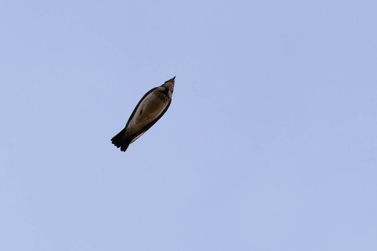 Horned Lark - ML644784958