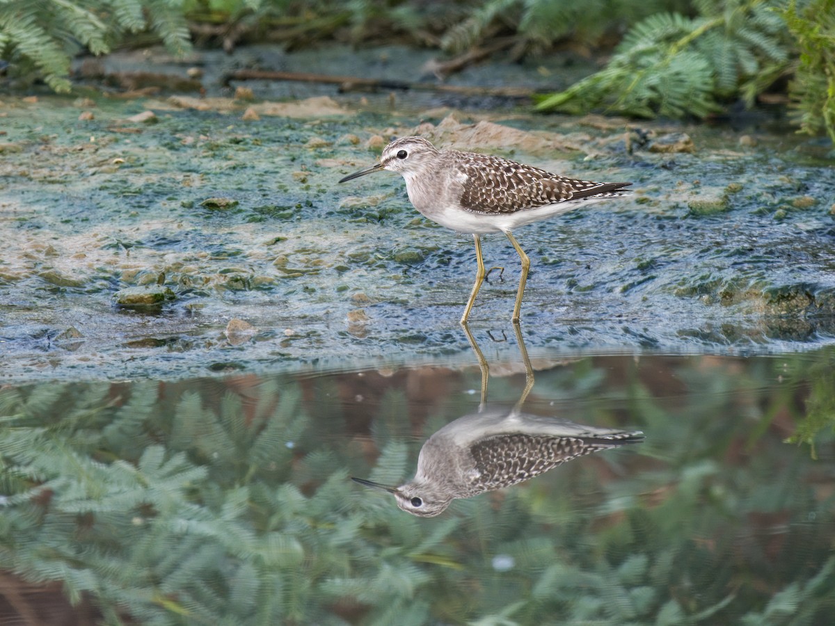 Chevalier sylvain - ML644784961
