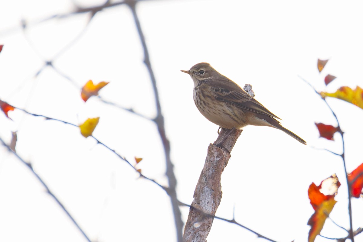 American Pipit - ML644784964