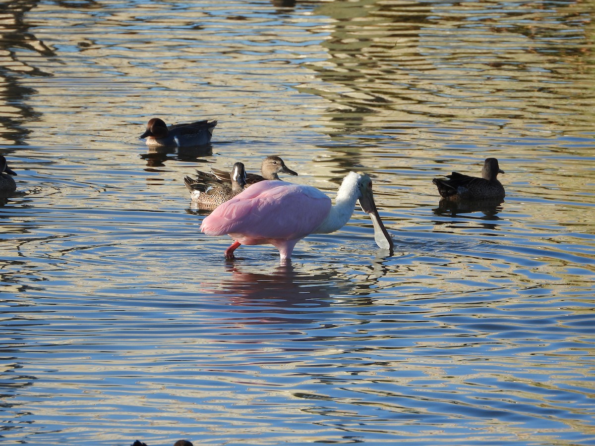 Rosalöffler - ML644784967